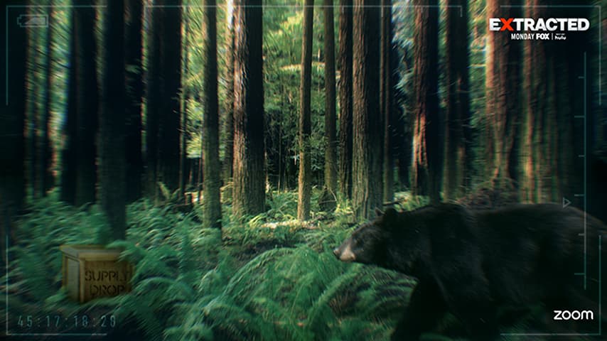Bear