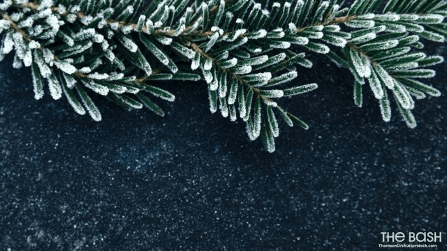 Image of Christmas plant