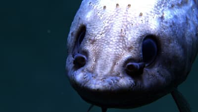 Image of a fish