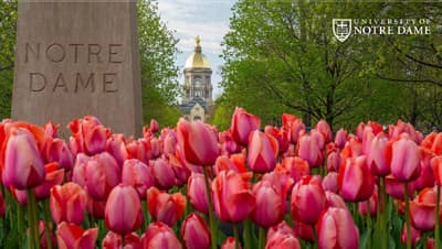 Image of flowers at Notre Dame