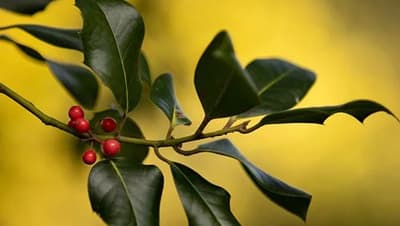 Image of a plant