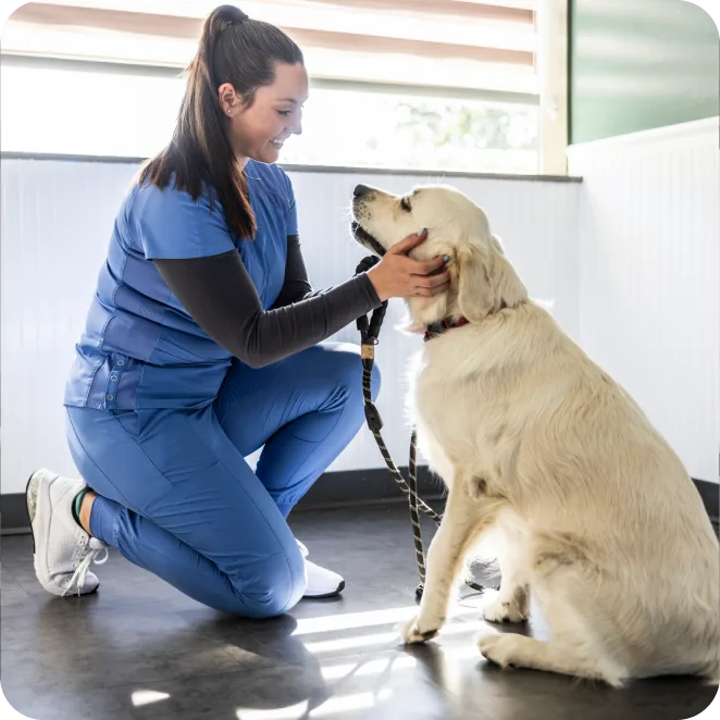 Veterinary clinics